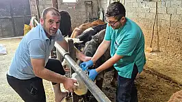 Beyşehir'de şap ve brusella mücadelesi: Ekipler işletmeleri tek tek geziyor!