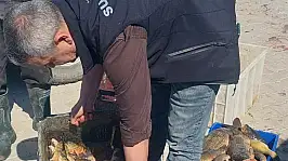 Beyşehir Gölü'nde yeni sezon cetvelle başladı!