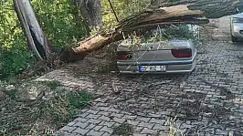 Konya'da faciadan dönüldü! Kökünden sökülen ağaç otomobilin üzerine düştü