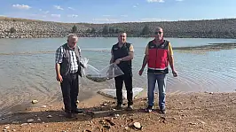 Konya'da göletlere balık bırakıldı