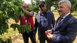 Akşehir Kirazı'nın geleceği sahada değerlendirildi