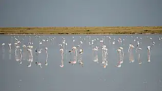 Allı turnalara müjde: Tuz Gölü eski günlerine dönüyor!