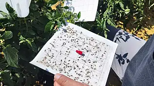 Konya'da ürünler mercek altında: Hasat öncesi pestisit testi yapılıyor!