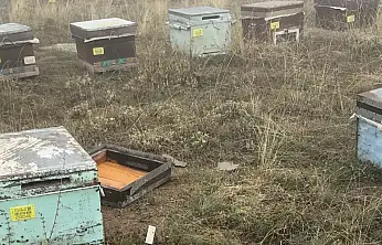 Ayı kovanları dağıttı, arıcının tepkisi şaşırttı! 'Ye oğlum, ye aslanım'