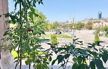 Başkan Altay mahsulleri topladı: Konyalılardan fotoğraf istedi!