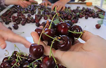 Dünya bu tadın peşinde! Sultandağı ve Akşehir kirazında tarihi rekor!