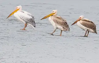 Göl dondu, pelikanlar gitmedi: Beyşehir'de görülmemiş manzara!