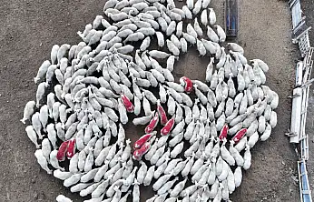 Konya Büyükşehir'den dev hizmet! 31 ilçede köy köy gezilerek ücretsiz destek veriliyor
