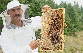 Konya'da arıcılara büyük destek! Üretim arttı, kovan sayısı 140 bine dayandı
