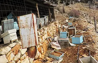 Konya'da ayı alarmı! Arıcılar yardım istedi