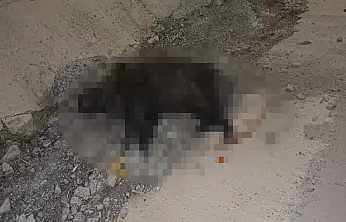 Konya'da korkunç kaza! Yola fırlayan domuz, ölümü getirdi