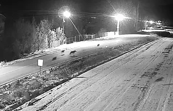 Konya'da 'kurt istilası!' Sürü halinde görüntülendiler!