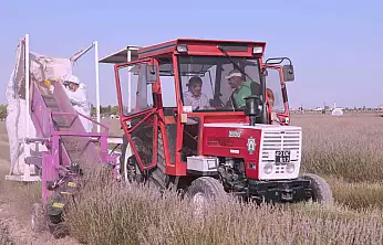 Konya'da lavanta mesaisi başladı! 500 bin ziyaretçinin ardından şimdi hasat zamanı