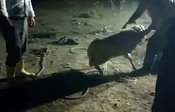 Konya'da nefes kesen kurtarma! Kayıp kuzu için ekipler seferber oldu