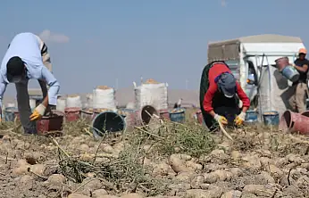 Konya'da patates için yeni dönem! Gözler yerli tohuma çevrildi