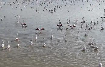 Konya'da pembe mucize: Kuruyan topraklardan kanat çırpan umuda!