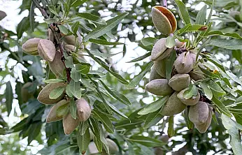 Konya'da üreticinin yüzü güldü: Alternatif arıyorlardı çözümü bademde buldular!