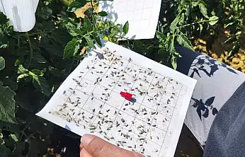 Konya'da ürünler mercek altında: Hasat öncesi pestisit testi yapılıyor!
