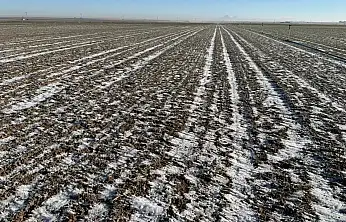 Konya'daki buğday tarlalarında kar örtüsü endişesi