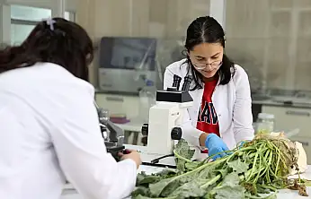 Konya'daki tarlalarda ortaya çıktı! Umut, toprağın altında saklıymış