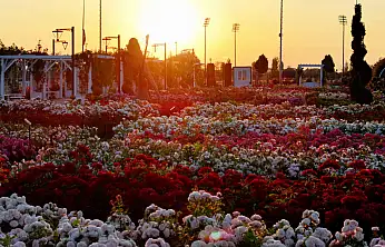 Konya'nın gül cenneti kapılarını açtı! 190 çeşitle görsel şölen sunuyor