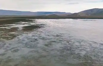 Konya'nın kuş cennetinde mucize! Uzun zaman sonra yeniden...