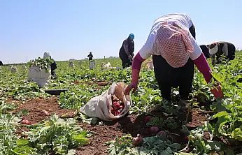 Konya Ovası'nda çiftçinin yeni favorisi: Az su istiyor, 45 günde yetişiyor!