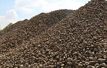 Konya Şeker'den ekonomiye dev katkı: 496 bin ton şeker üretildi!