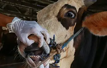 Konyalı yetiştiricilere kritik şap uyarısı: Yeni varyanta dikkat!