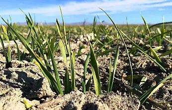 Tahıl ambarında su stresi kapıda! Konya Ovası kar yağışına muhtaç!