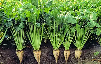 Üretimde tarihi zirve! Konya, şekere doyacak