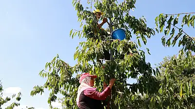 Konya'da eylülde kiraz hasadı! Hadim'in kirazı dünyaya açılıyor
