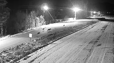 Konya'da 'kurt istilası!' Sürü halinde görüntülendiler!