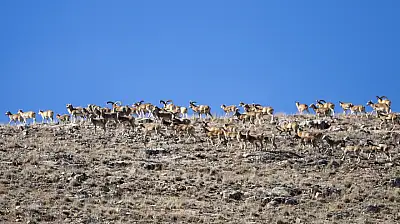 Konya'da yok olmaktan kurtarıldılar: Sayıları 770'i buldu!