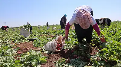 Konya Ovası'nda çiftçinin yeni favorisi: Az su istiyor, 45 günde yetişiyor!