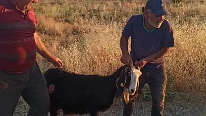 Konya'da sürüden ayrılan keçiye köpek sürüsü saldırdı