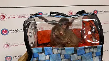29 kaçakçılık operasyonunda 58 bin 519 canlı hayvan ele geçirildi