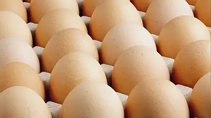 Avrupa'daki kuş gribi, Türk yumurtası talebini artırdı