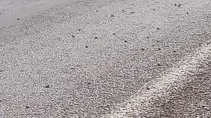 Binlerce kurbağa kara yolunu istila etti