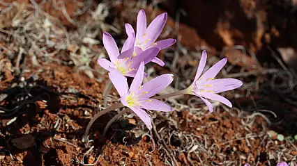Bu çiçekleri koparmanın cezası 700 bin lira! İşte o bitkiler...