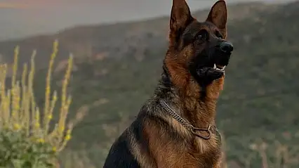 Bu köpeği bulana ödül verilecek! Sahibi yardım istedi