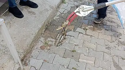 Eve giren yılan korkuttu