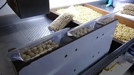 Fındıkta hasat sezonu tamamlandı