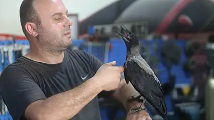 Karga ile tamircinin sıradışı dostluğu...Tamirhanede birlikte çalışıyorlar