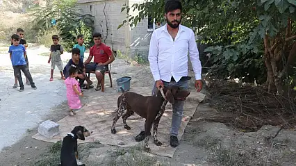 Komşusunun köpeğine sopayla vurdu! 'Tavuklarıma saldırdı'