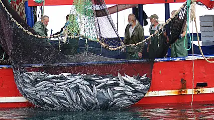 Palamudun fiyatı düştü, dolapları doldurun uyarısı geldi
