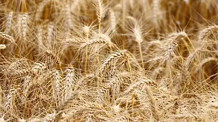 Su yetersizliği buğdayda verimi yüzde 40'a kadar düşürebilir