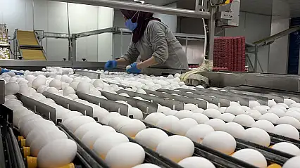 Yumurta üreticilerinin gözü Tahıl Koridoru'nda