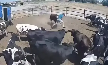 Konya'da boğanın saldırdığı besici ölümden döndü! O anlar kamerada