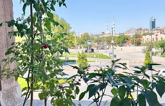 Başkan Altay mahsulleri topladı: Konyalılardan fotoğraf istedi!
